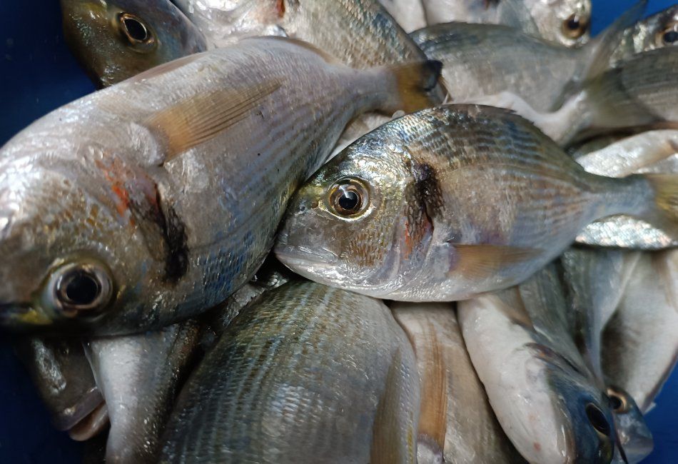 Paellas listas para llevar en Peñíscola. Pescado fresco.