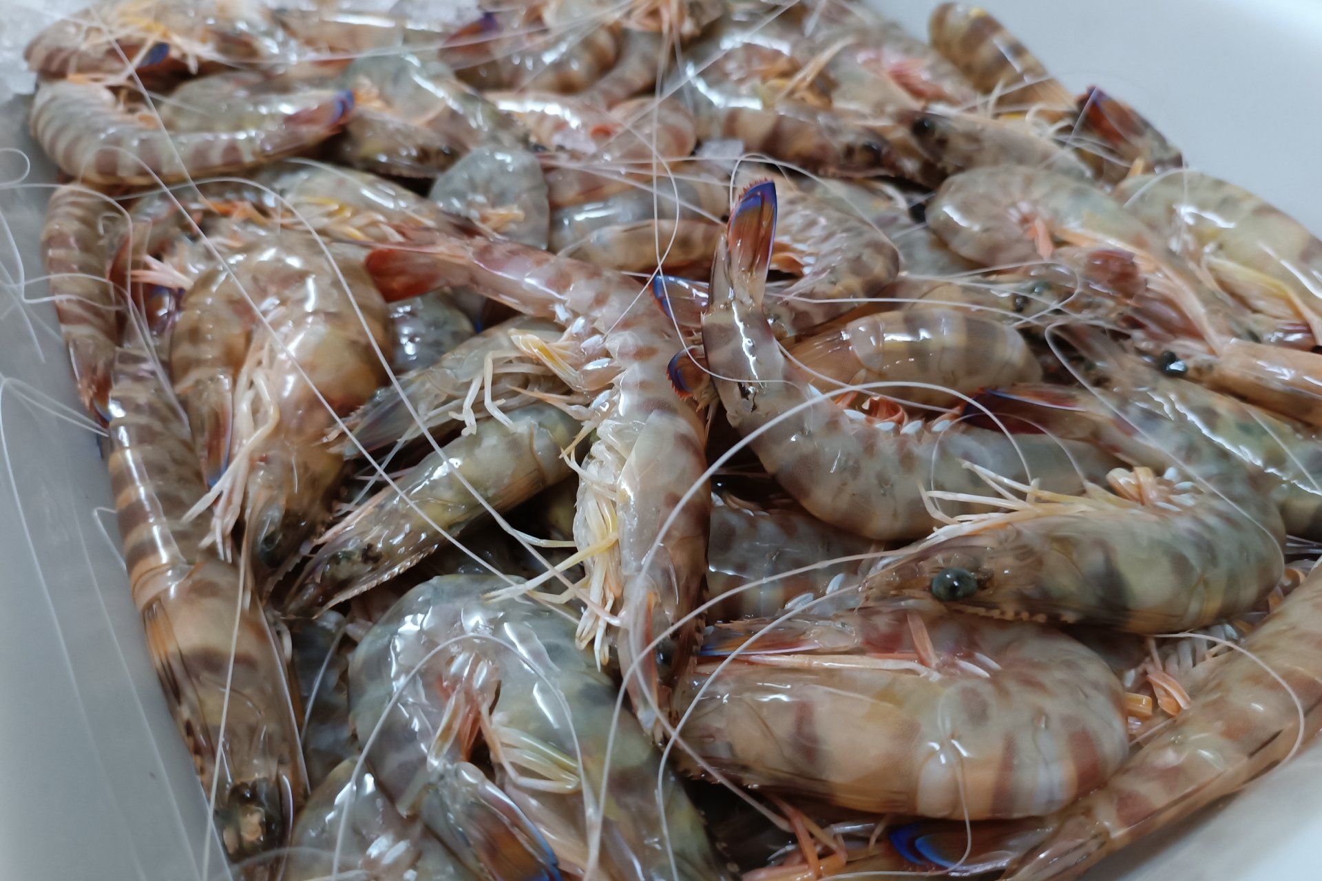 Si estás en Peñíscola y buscas una comida deliciosa, nuestras paellas para llevar en Peñíscola centro son la elección ideal. Disfruta del auténtico sabor mediterráneo sin salir del centro de la ciudad, con paellas recién hechas y preparadas al momento.<br />
Elige entre una amplia variedad de paellas, desde la tradicional paella valenciana hasta otros arroces, todo elaborado con ingredientes frescos y de la mejor calidad. Nuestro restaurante, situado en el centro de Peñíscola, te ofrece la comodidad de llevarte una paella auténtica a casa o a cualquier lugar de la ciudad.<br />
Langostinos frescos.